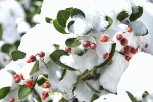 Mistletoe Extract Treatment at Sunridge Medical