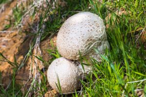 close-up-of-earthballs-scleroderma