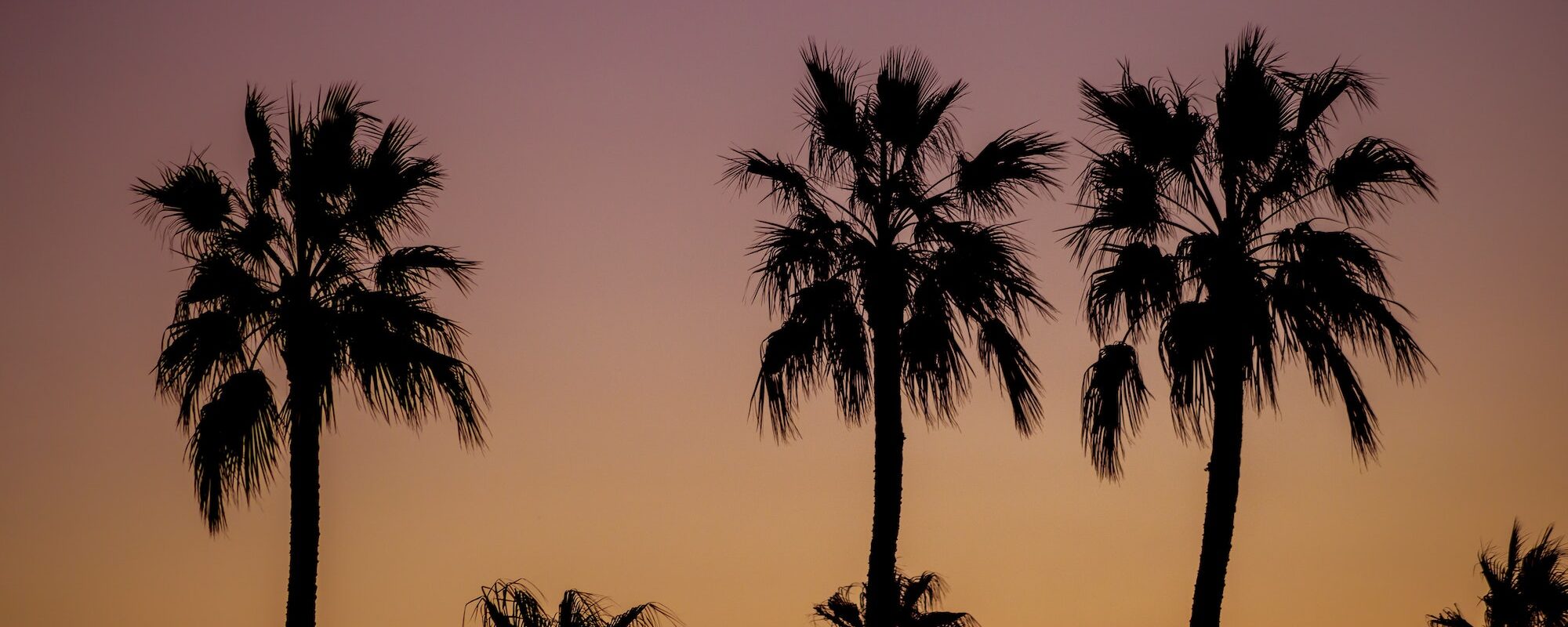 Dawn of palm trees silhouette during sunset Phoenix Arizona United States