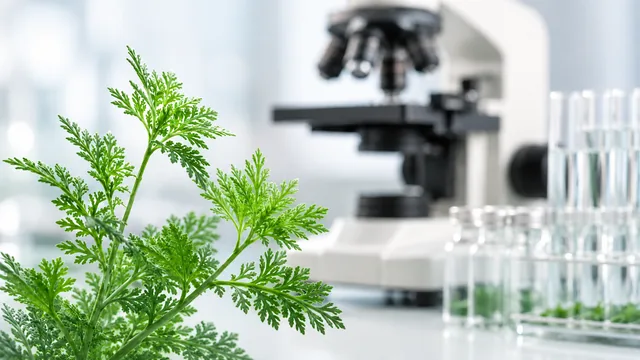Artemisia annua plant representing artemisinin and cancer research in integrative oncology at Sunridge Medical