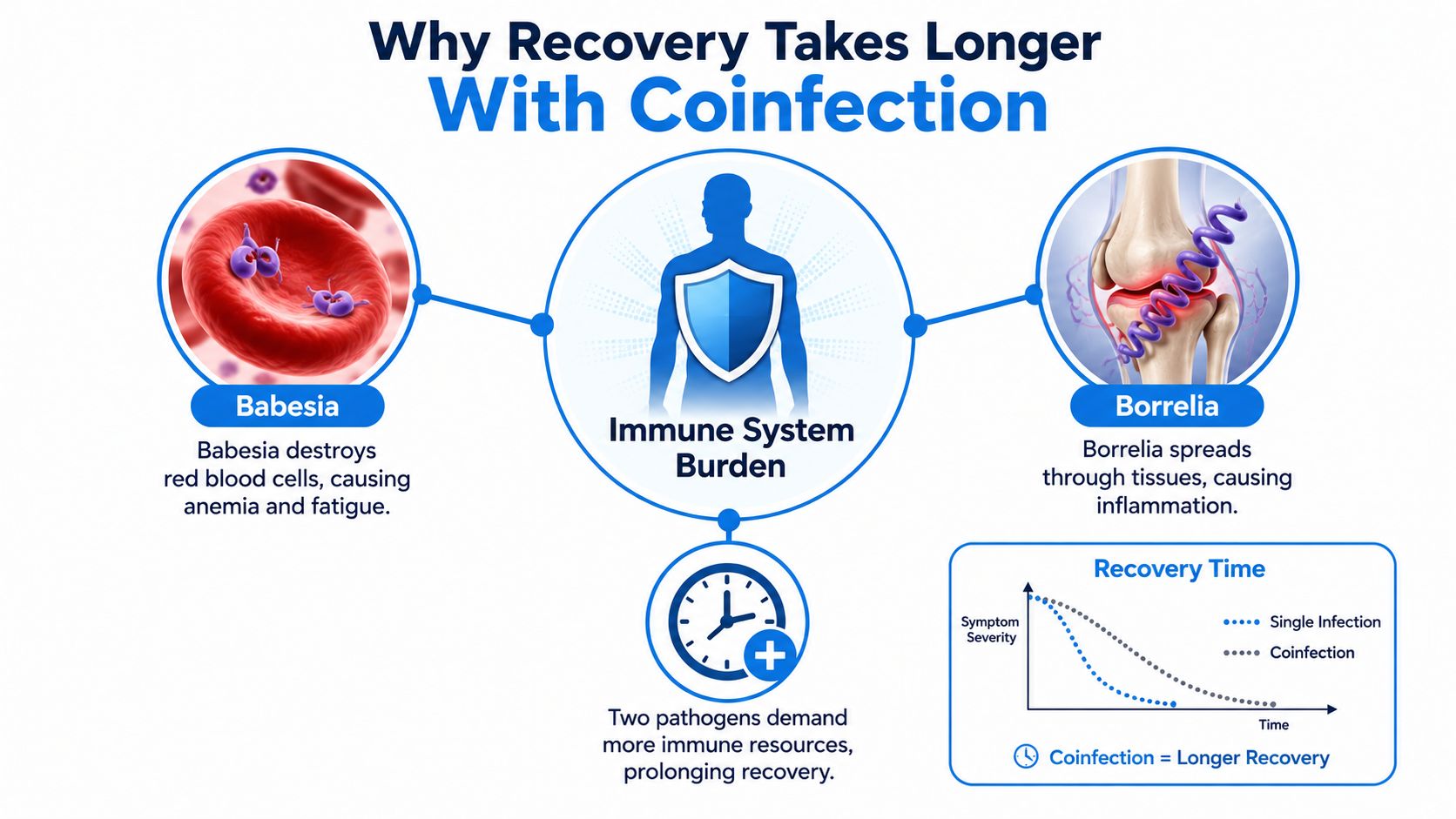 An infographic showing how coinfection with Babesia and Borrelia increases immune system burden and prolongs recovery time.