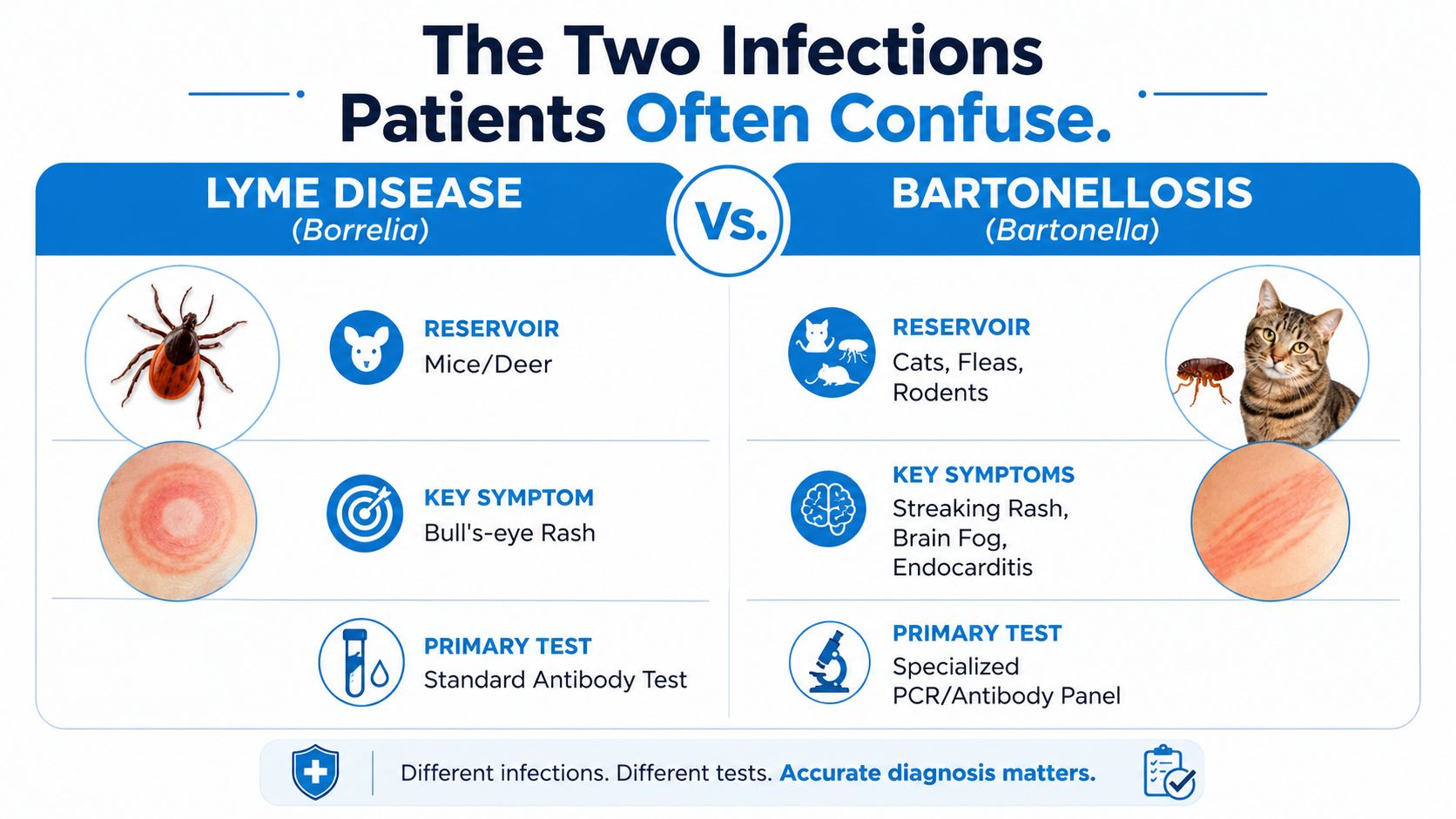 An infographic comparing Lyme disease and Bartonellosis, highlighting differences in reservoirs, key symptoms, and primary diagnostic testing methods.