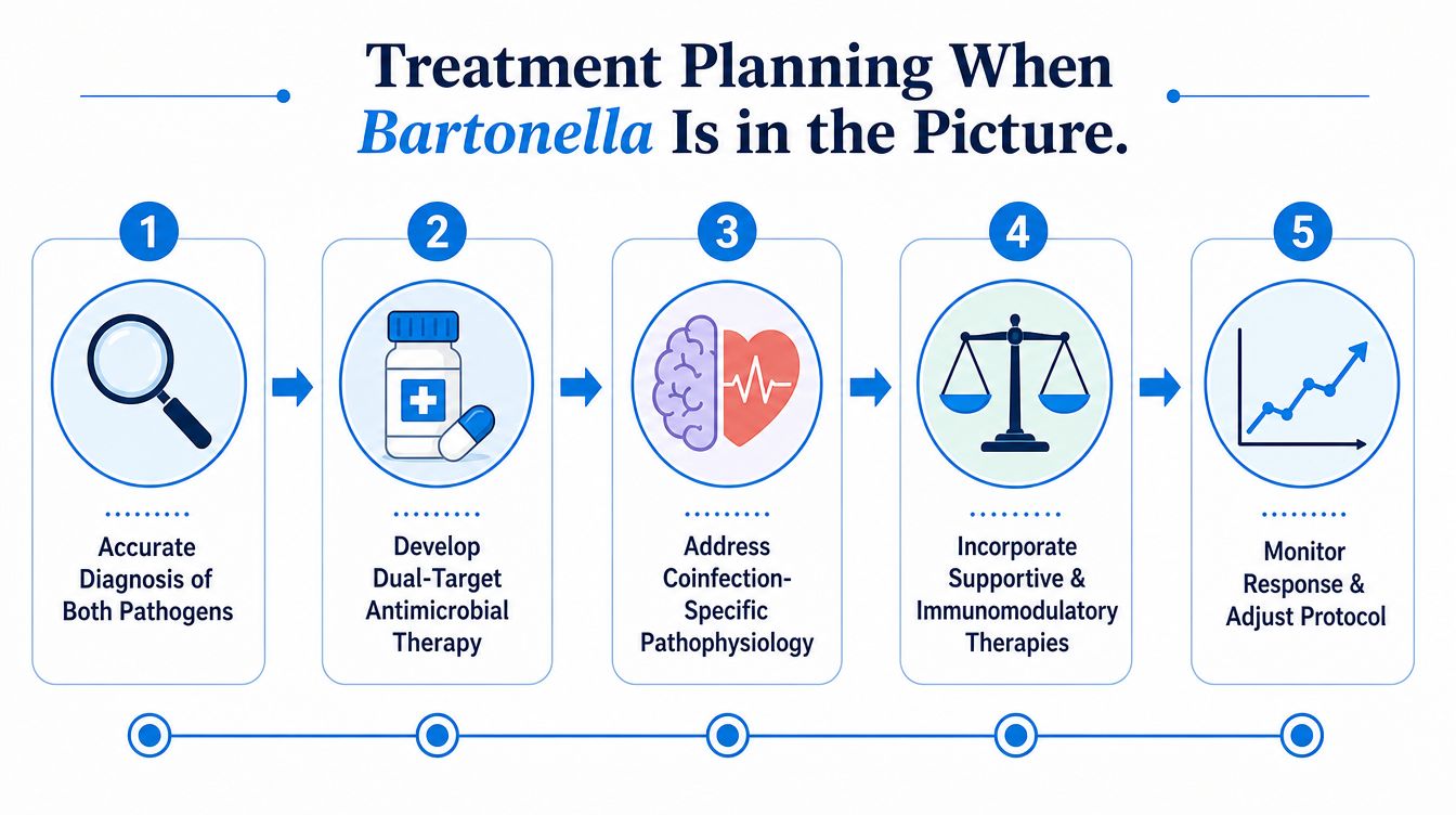 A five-step infographic showing a medical treatment plan process for managing Bartonella and Lyme disease coinfections effectively.
