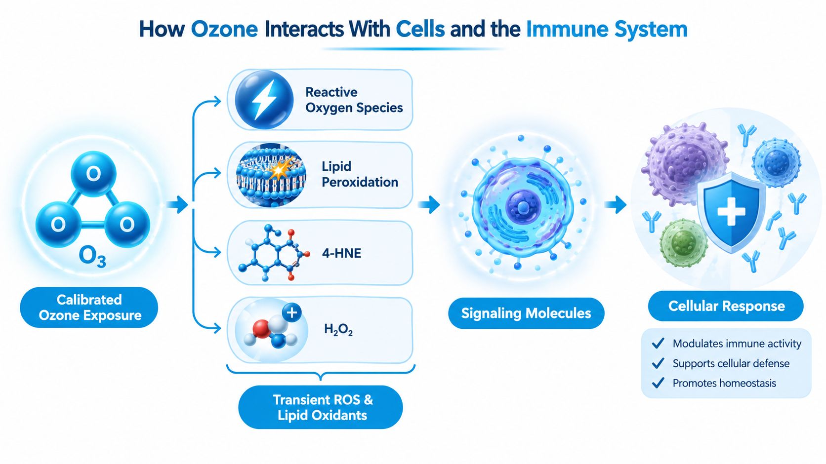 A diagram explaining how calibrated ozone exposure interacts with cells to stimulate immune system responses and homeostasis.